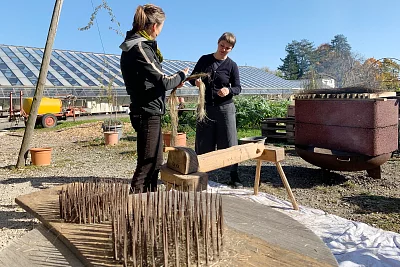 Die geernteten Flachshalme werden für vier Wochen unter dem Dach aufgehängt und getrocknet.