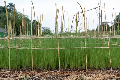 Ein Konstrukt aus Stöcken und Schnüren stützt die wachsenden Flachshalme.