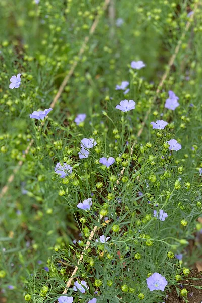 Im Juli blüht der Lein in zartem blau.